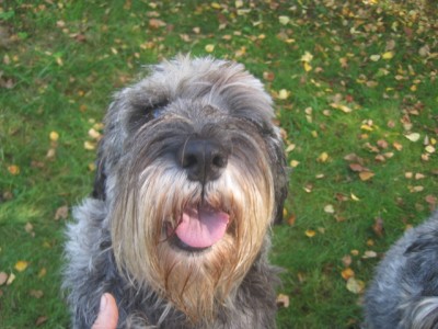 IMG_0805.JPG (126.2 КБ) 2888 просмотров Ариша всегда готова-улыбаться, общаться, обниматься