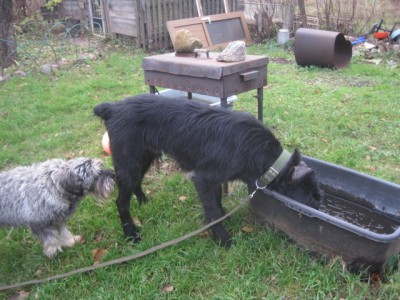 IMG_0945.JPG (158.4 КБ) 2651 просмотр пьёт как Тёма когда-то(