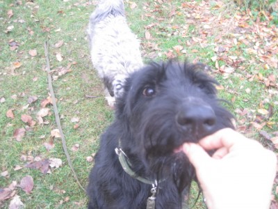 IMG_0949.JPG (150.14 КБ) 3041 просмотр Едим на улице баранки..Берёт очень нежно))