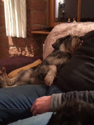 a5ceb9618bc3.jpg (56.54 КБ) 4297 просмотров Я-то его уже люблю)) и нам вместе хорошо на диване))!!