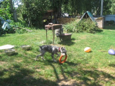 IMG_1435.JPG (186.53 КБ) 4112 просмотров Тася начала играть)))