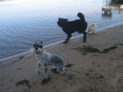 IMG_1524.JPG (80.05 КБ) 2982 просмотра Плавать!!!??? Палку кинешь или так плавать??!!