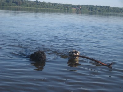 IMG_1530.JPG (92.08 КБ) 3087 просмотров Уже у Тёмы отобрала)))