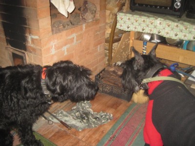 IMG_1674.JPG (128.08 КБ) 3893 просмотра Пытаются знакомиться