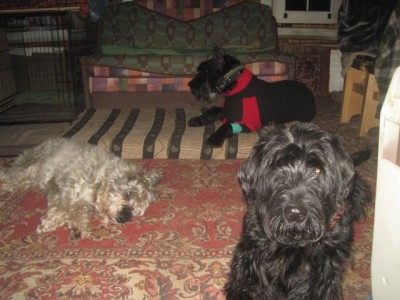 IMG_1677.JPG (129.11 КБ) 4158 просмотров Устали все....а Шкипер за домогательства ещё и получил