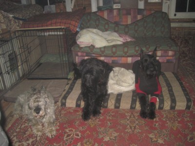 IMG_1711.JPG (112.06 КБ) 3208 просмотров Так мы ждём еду)))) как вам??)