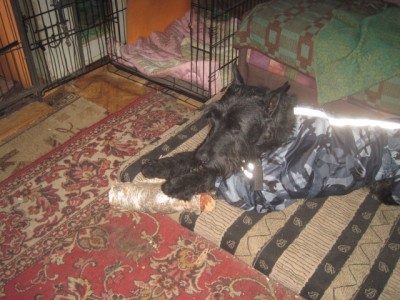 IMG_1907.JPG (149.22 КБ) 3141 просмотр Пока ходила в магазин спёр себе "вкусняшку")))