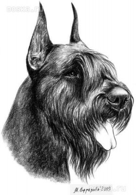 animals-dogs-riesenschnauzer-1-1_800.jpg
