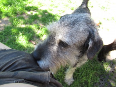 IMG_4224.JPG (146.52 КБ) 4977 просмотров в кармане баранки)) Джой пытается их скушать через ткань))