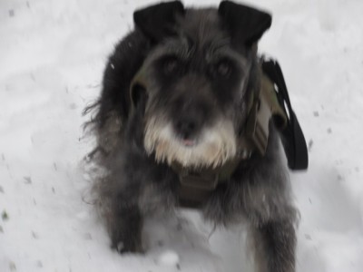 IMG_6025.JPG (84.52 КБ) 5153 просмотра Дратути)))