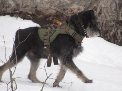 IMG_6098.JPG (118.34 КБ) 5153 просмотра Красавчик!!!