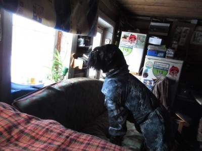 IMG_6315.JPG (128.67 КБ) 4730 просмотров Ждёт...Ну когда же мама приедет!!!