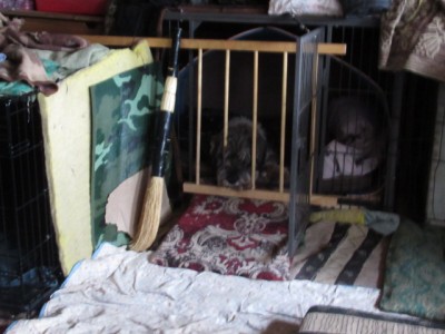 IMG_6409.JPG (124.16 КБ) 4164 просмотра Филя вынужденно изображает узника замка Иф...просто хочу спокойно позавтракать))