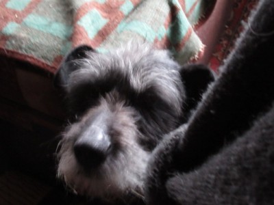 IMG_6411.JPG (104.38 КБ) 4164 просмотра Бонька шхерится за моим стулом))