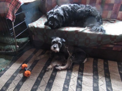 IMG_6768.JPG (142.18 КБ) 5357 просмотров Отдыхаем после прогулки