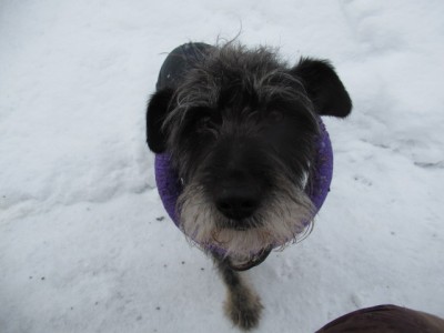 IMG_7008.JPG (94.55 КБ) 3953 просмотра Знакомьтесь!!-Матамба-Юмба!!!))) и ведьколечка не пожалел для прикола!!!