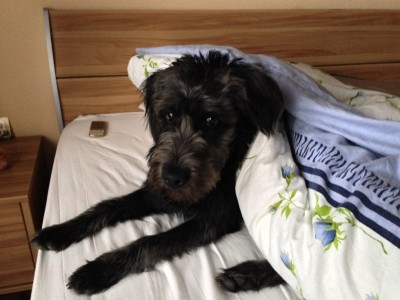 IMG_5744.JPG (221.92 КБ) 7676 просмотров Видимо, искала меня под одеялом...