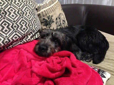 IMG_5948.JPG (226.22 КБ) 7676 просмотров Супер-компактная собака