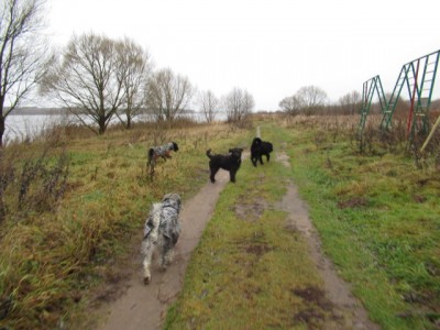 IMG_9125.JPG (146.53 КБ) 7278 просмотров Оклик-Чапа!Очень послушная девочка, если на горизонте нет яблок))!