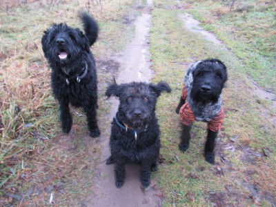 IMG_9130.JPG (191.9 КБ) 7278 просмотров Выполнение команды "ко мне"