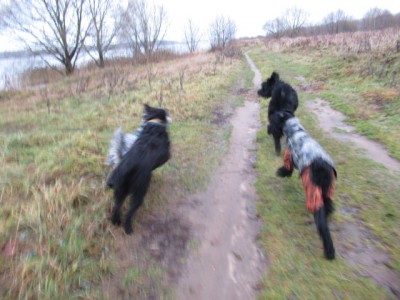 IMG_9139.JPG (144.98 КБ) 7278 просмотров Режим прогулки-"Престо"!))