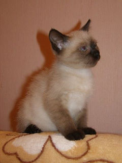 Это Бэлла в 5 месяцев сейчас ей 11 месяцев