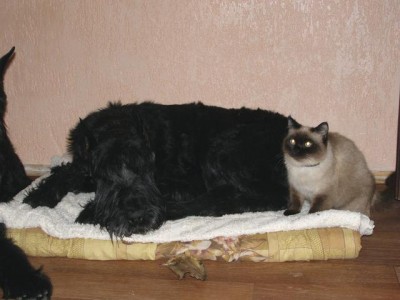 f167d1273cc4b88d5c69b14a20122398-full.jpg (37.62 КБ) 6133 просмотра Это сема с Бэллой