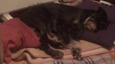 марс.jpg (107.16 КБ) 6621 просмотр Счастливый пёсин сон! Умаялся.