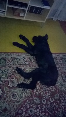 WP_20160228_17_10_25_Pro.jpg