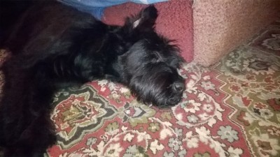 WP_20160306_19_22_01_Pro.jpg