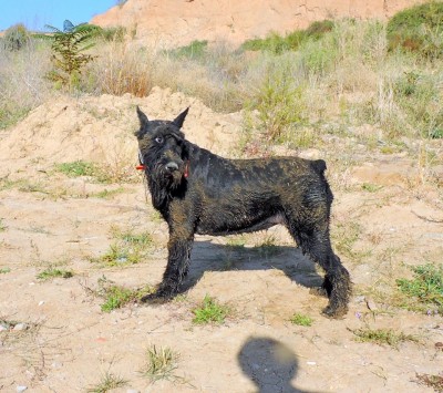 14542859_1278116275542294_1995009495_n.jpg (205.05 КБ) 5160 просмотров 14542859_1278116275542294_1995009495_n.jpg