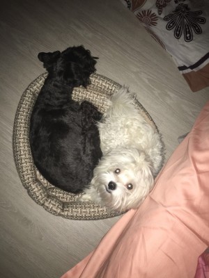 IMG_0639.JPG (159.51 КБ) 5535 просмотров инь и янь