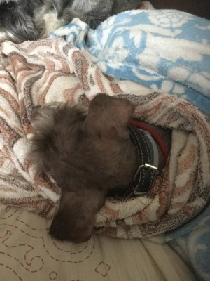 vC3CsPtNzkY.jpg (177.52 КБ) 6367 просмотров Спит, укутавшись в теплый плед на диване