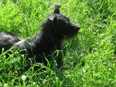 Это Чернышка этим летом впервые вышел в парк, впервые увидел и почувствовал траву. Вернее его вынесли на руках, он сам очень боялся идти .