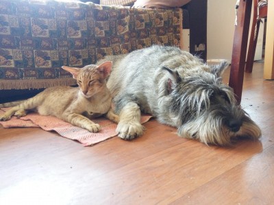 40656465_2144233049159070_3171711946550411264_o.jpg (207.55 КБ) 12352 просмотра Кто-то к котам гастрономический интерес проявлял):