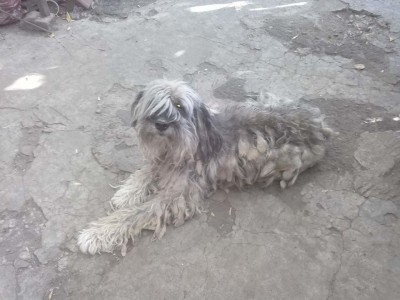 41141715_722723538074677_6140200553348595712_n.jpg (98.22 КБ) 5098 просмотров Нашла еще старое фото .