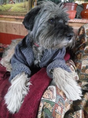 45992145_557437574704577_8127835130728284160_n.jpg (118.8 КБ) 5098 просмотров Это Цезарь сегодня.