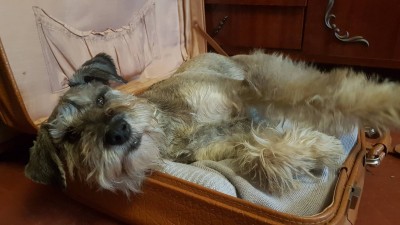 46436439_298317757559268_2828119244384763904_n.jpg (128.9 КБ) 3701 просмотр Ну.и любимый чемадан!Как без него.