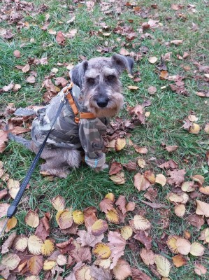 46405216_2272709959640277_2477072072426127360_n.jpg (192.05 КБ) 3255 просмотров Гардероб увеличивается):