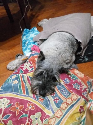 46526172_336906657092841_8940647641272811520_n.jpg (149.85 КБ) 13088 просмотров Капается.