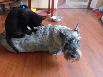 46498003_2102779496719228_6799923064910905344_n.jpg (93.58 КБ) 13088 просмотров Личный массажист)))