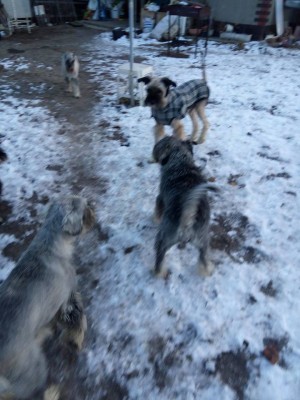 46482983_548783232232288_938345655758225408_n.jpg (87.52 КБ) 5621 просмотр Домашнее фото с прогулки.Осваивается .С Греем порыкивают друг на друга слегка.