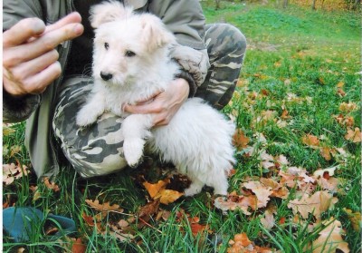 сканирование0017.jpg (234.54 КБ) 2341 просмотр сканирование0017.jpg