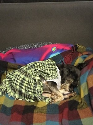 E-mIp9mhIh8.jpg (126.84 КБ) 3485 просмотров Фиджи спит