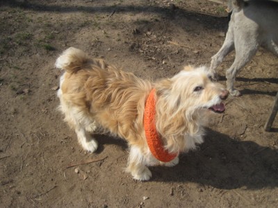 IMG_9015.JPG (144.26 КБ) 3743 просмотра Так Тёма "прячет" любимую игрушку перед прогулкой