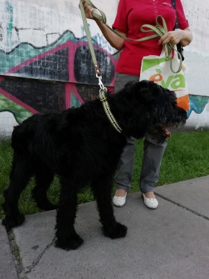 Дарси прогулка.jpg (169.57 КБ) 2253 просмотра Дарси прогулка.jpg