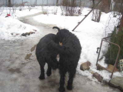 IMG_9974.JPG (111.71 КБ) 2867 просмотров Встреча красавца и красавицы))