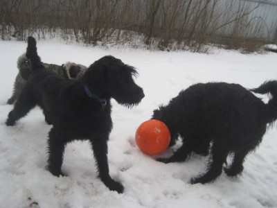 IMG_9987.JPG (85.8 КБ) 2997 просмотров Тёма,конечно же,предложил поиграть.....