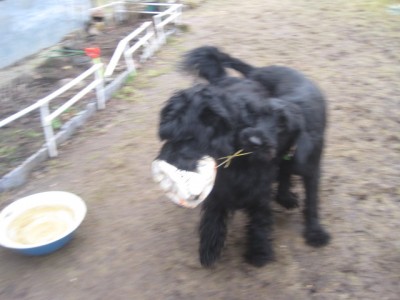 IMG_0113.JPG (92.94 КБ) 3163 просмотра Ну дай поиграть,Тёмище