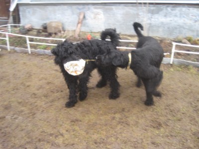 IMG_0122.JPG (108.12 КБ) 3012 просмотров Не дам!! Моё-моё-моё!!